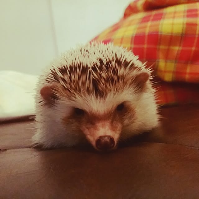kuruさんの実例写真