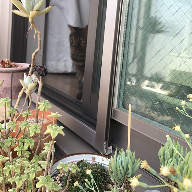mikomaruさんの実例写真