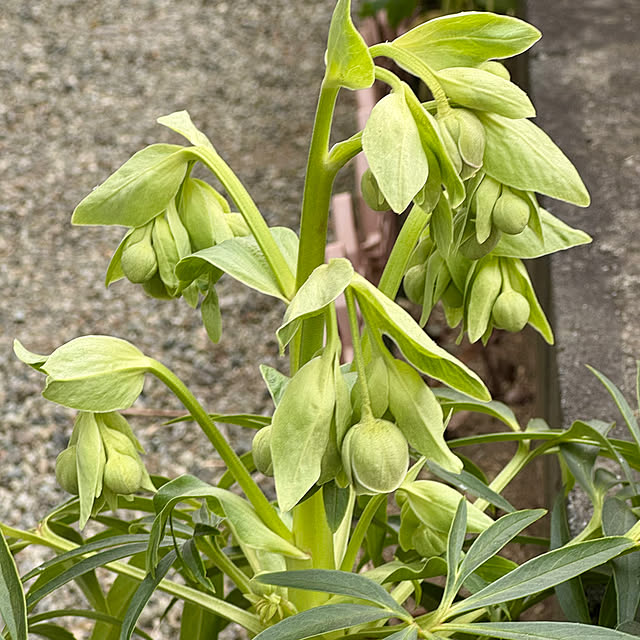 nonnonさんの部屋