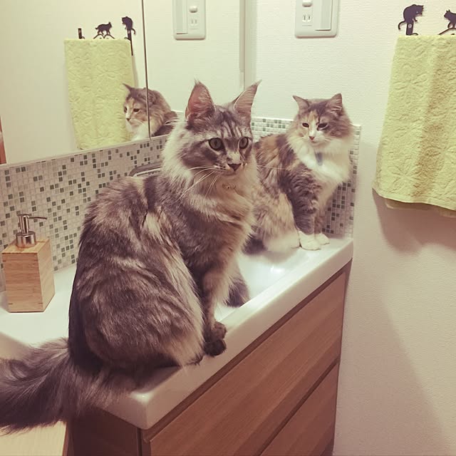 Chiakiさんの実例写真