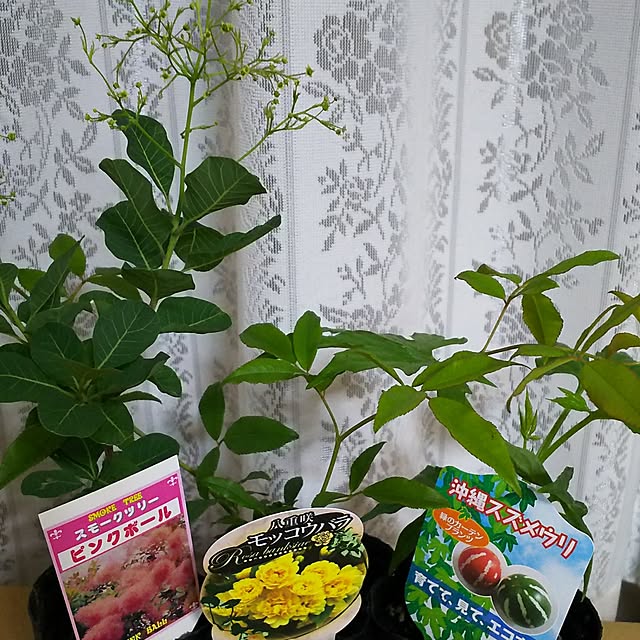 mmpoohさんの実例写真
