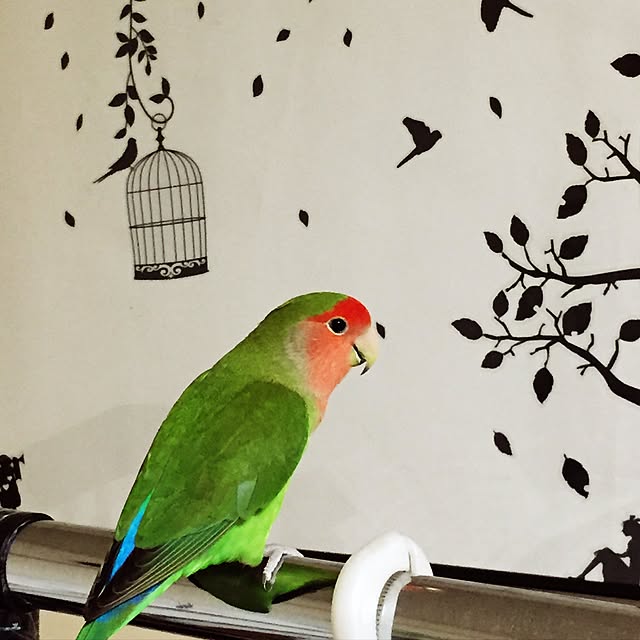 toratanさんの実例写真