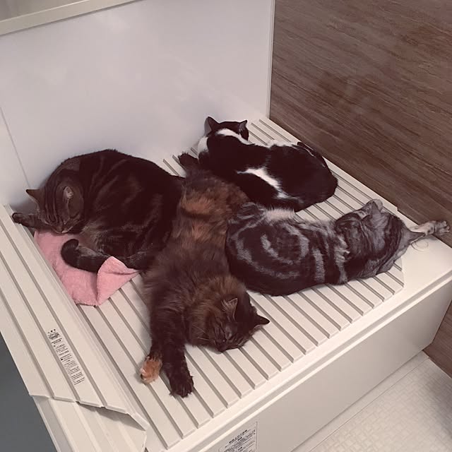 mikomaruさんの実例写真