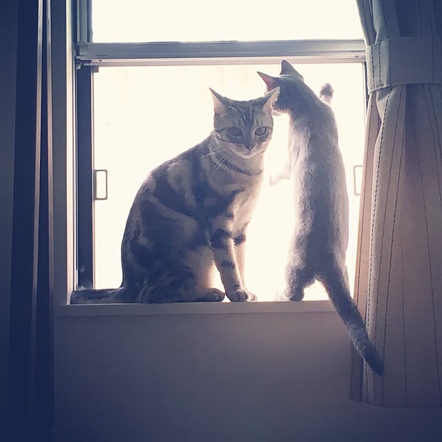 maripoさんの実例写真