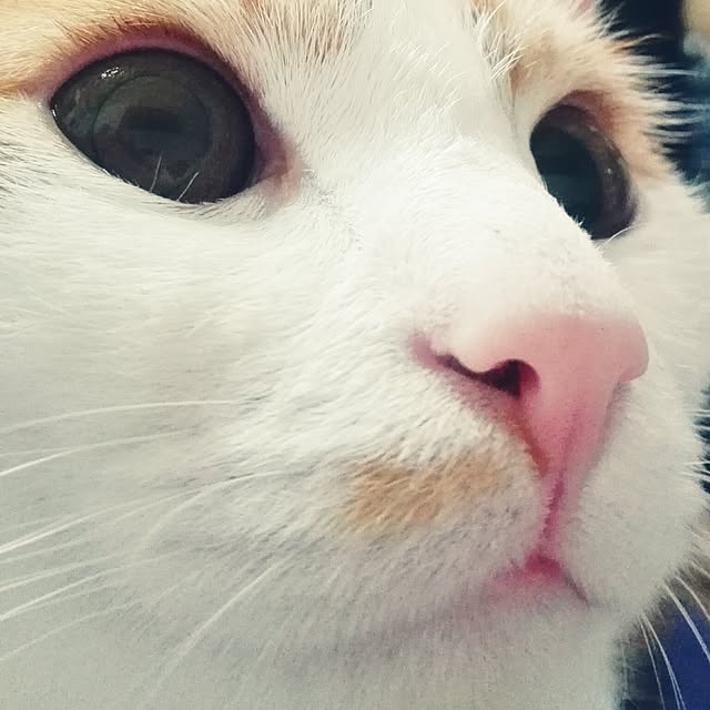 Toyomiさんの実例写真