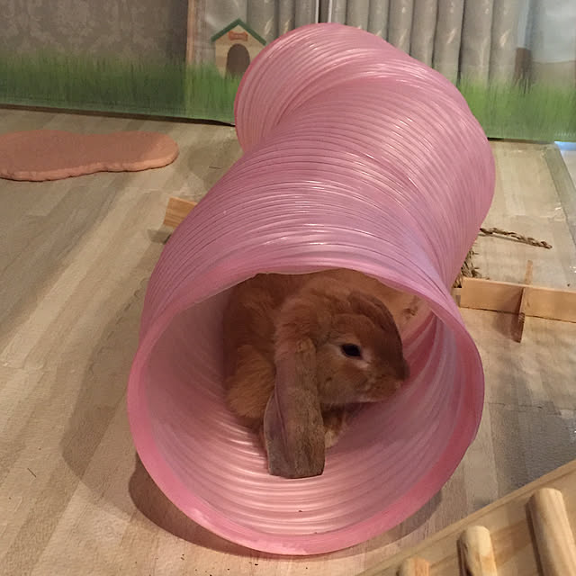 nonさんの実例写真