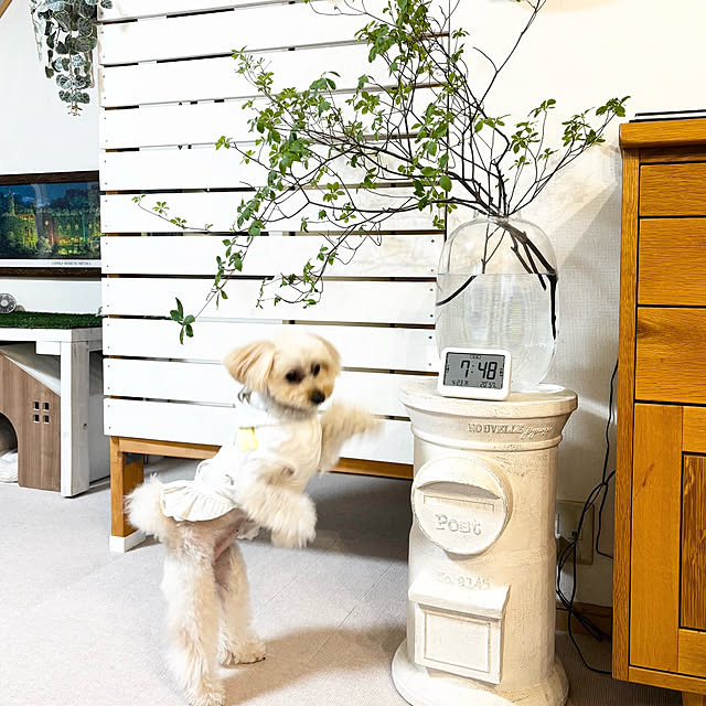 chachamamaさんの部屋