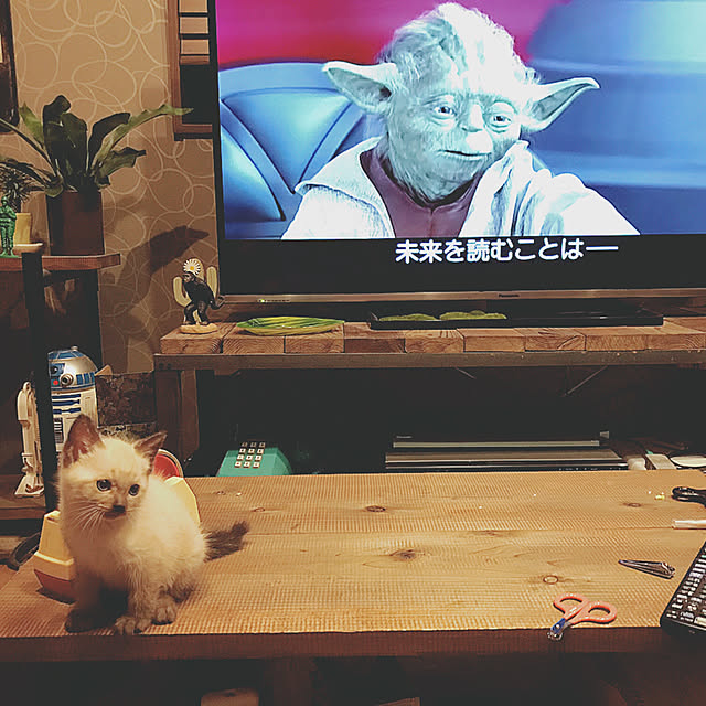 SALTさんの実例写真