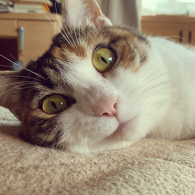 実例写真
