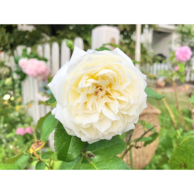 ponさんの実例写真