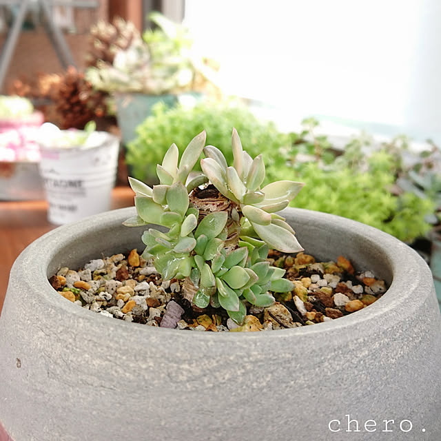 chero.さんの実例写真