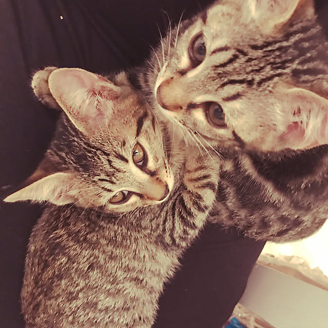 emikoさんの実例写真