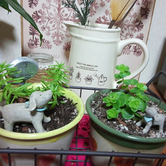 植物/多肉植物loveのインテリア実例 - 2013-12-09 21:56:22