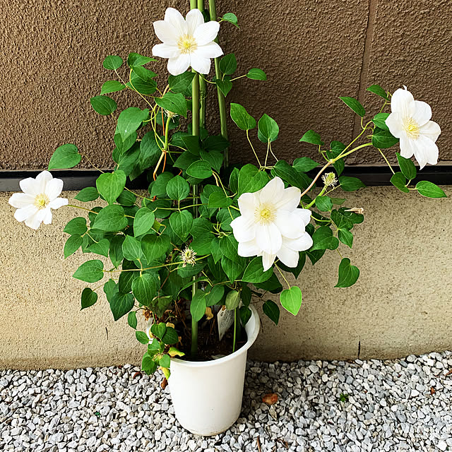 nannoさんの実例写真
