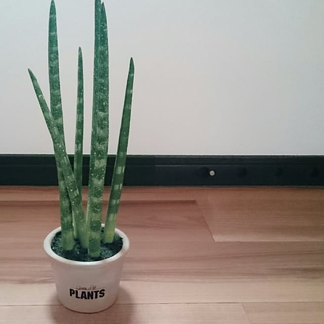 Mamiさんの実例写真