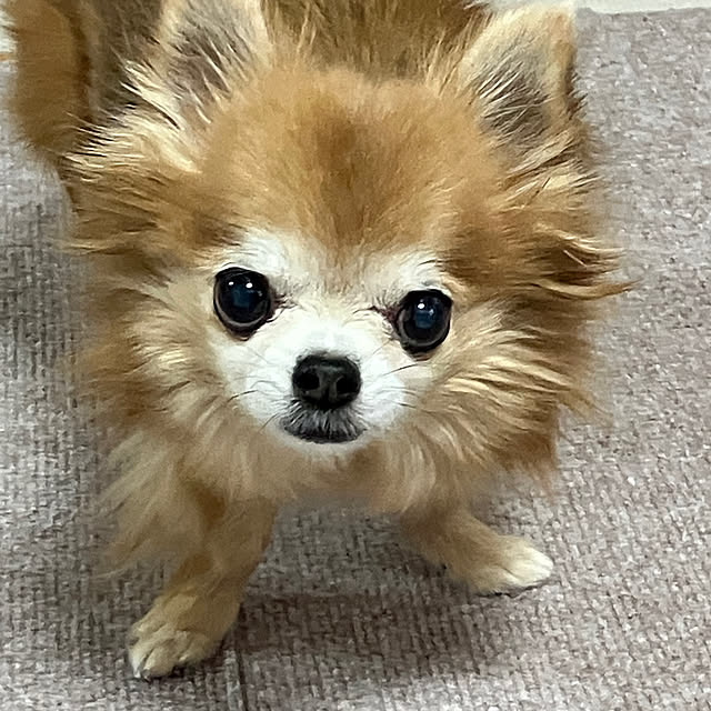 koroさんの実例写真