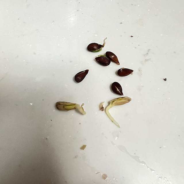 SquarePantsさんの部屋