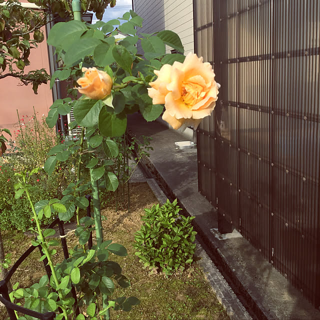 kakoさんの実例写真