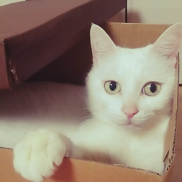 Miki1010さんの実例写真