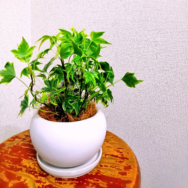 shojiさんの実例写真