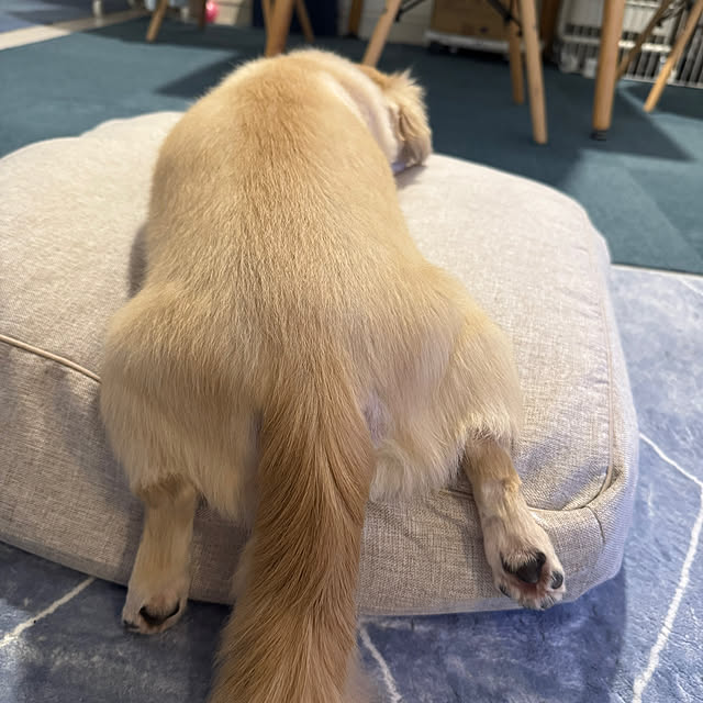 Rainyさんの実例写真