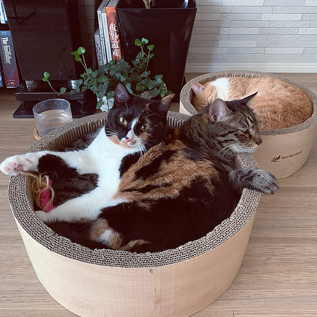 実例写真
