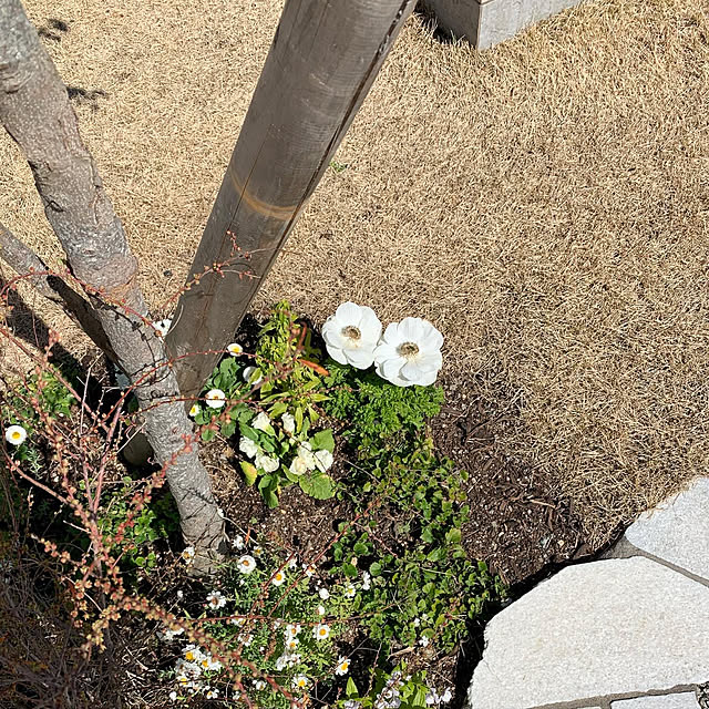 riiさんの実例写真