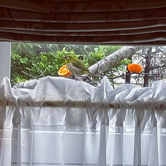 JUDYさんの実例写真