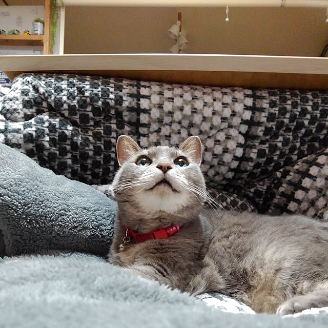 naoporonさんの実例写真