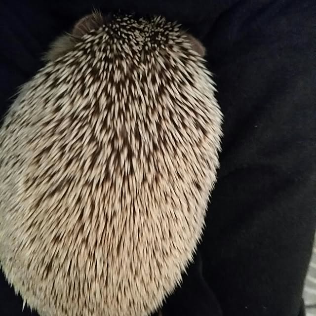 kuruさんの実例写真