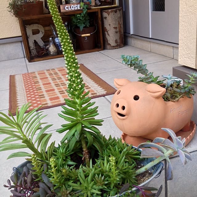 Sachuさんの実例写真
