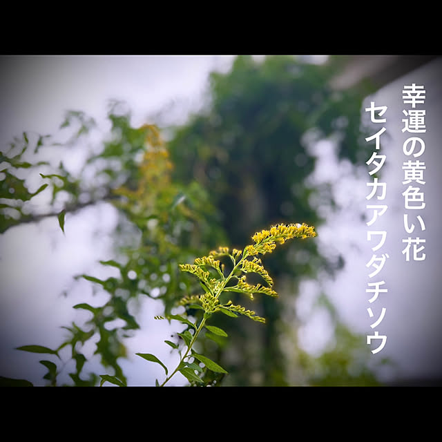 marusanさんの実例写真