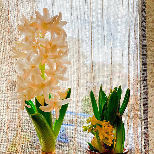 harvestさんの部屋