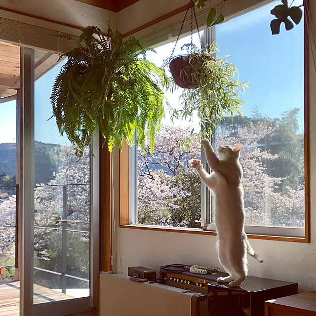 観葉植物/桜/猫スペース/自然がいっぱい/気持ちいい風だね...などのインテリア実例 - 2020-04-19 16:22:09