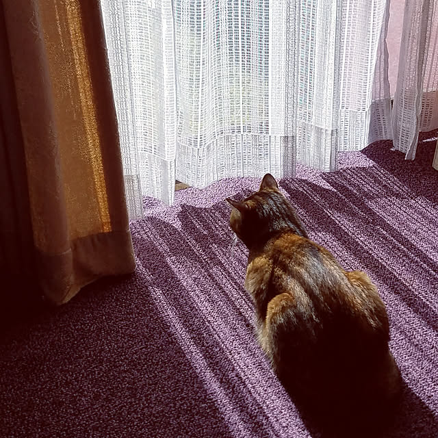 minyan.nekoさんの実例写真