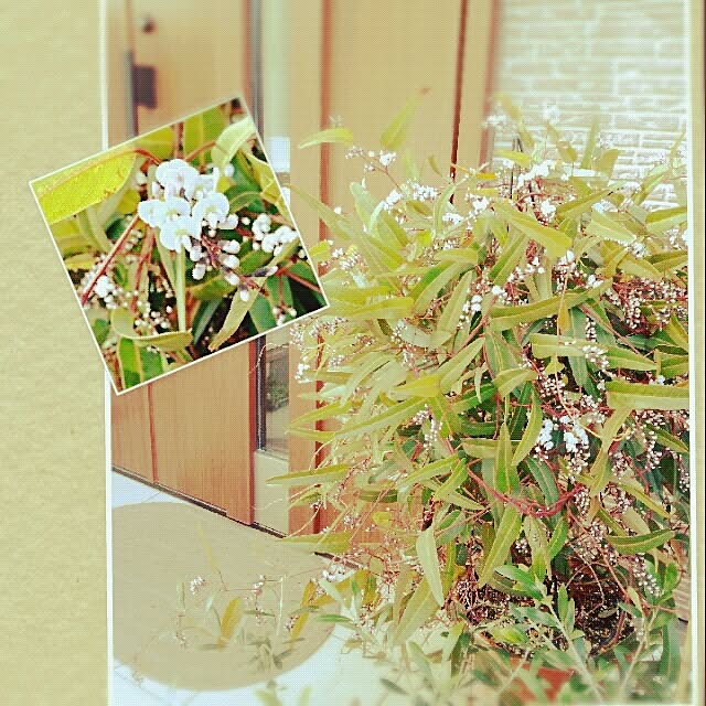 rocoさんの実例写真