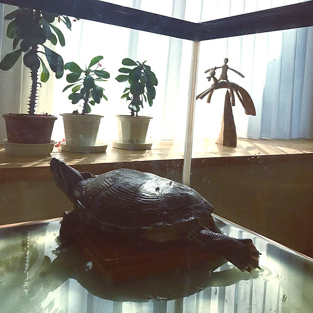 kikkoさんの実例写真