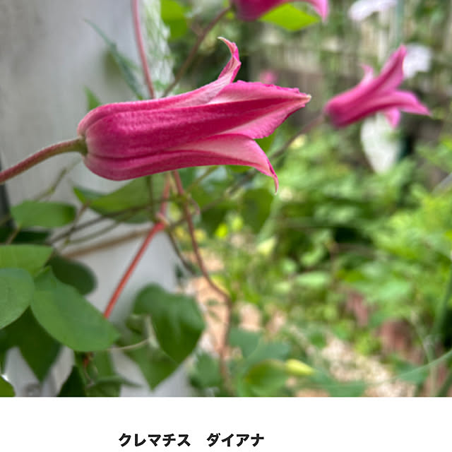sukkorobiさんの部屋