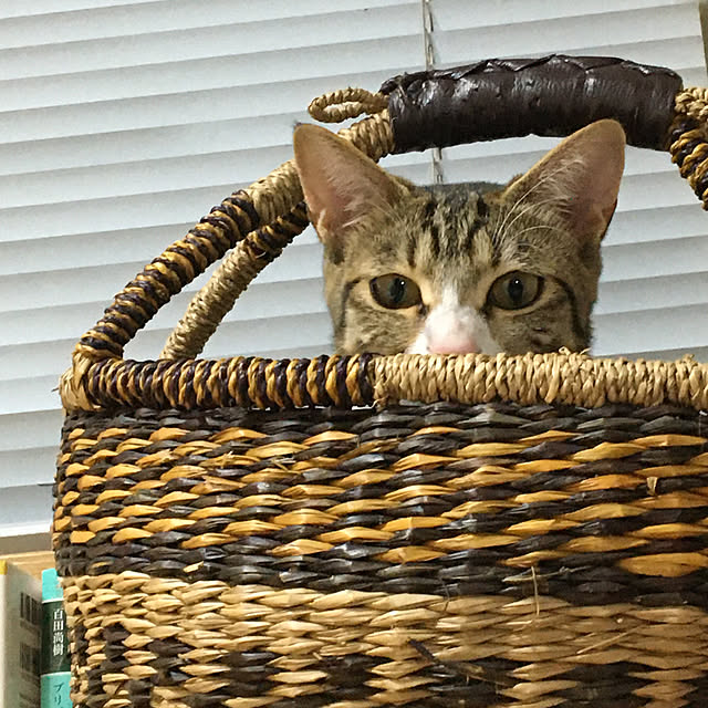 nobikoさんの実例写真