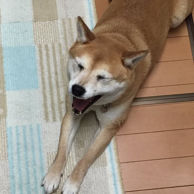 shizu2380さんの実例写真