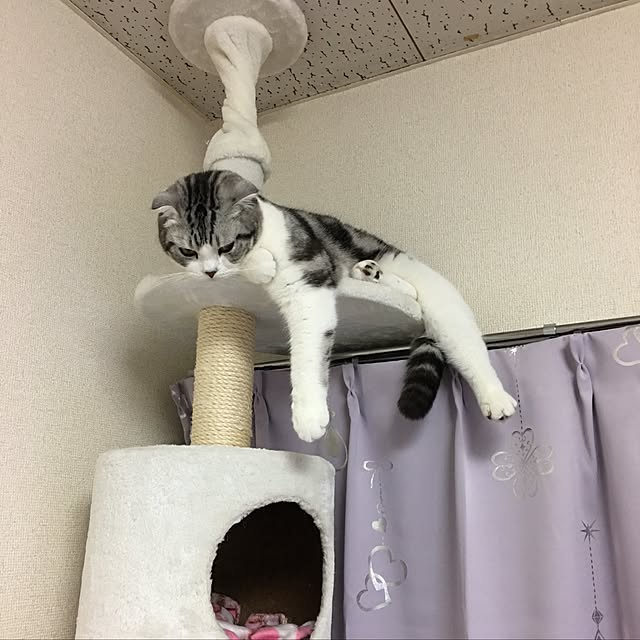 tomommyさんの実例写真