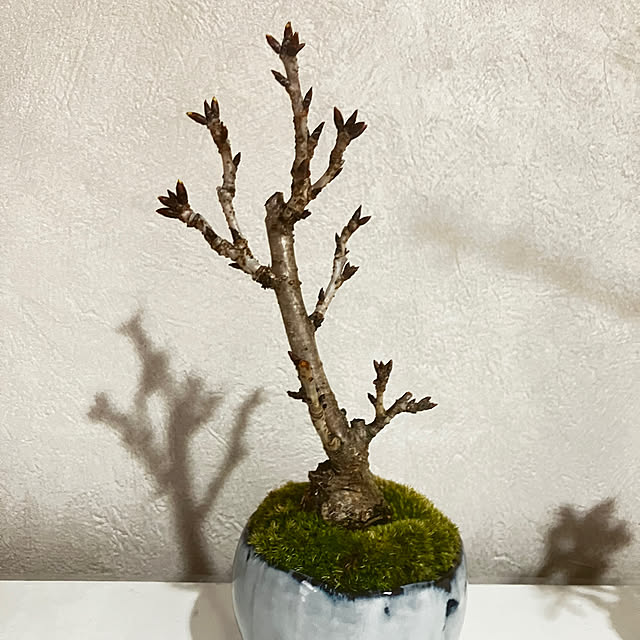 meyusaさんの部屋