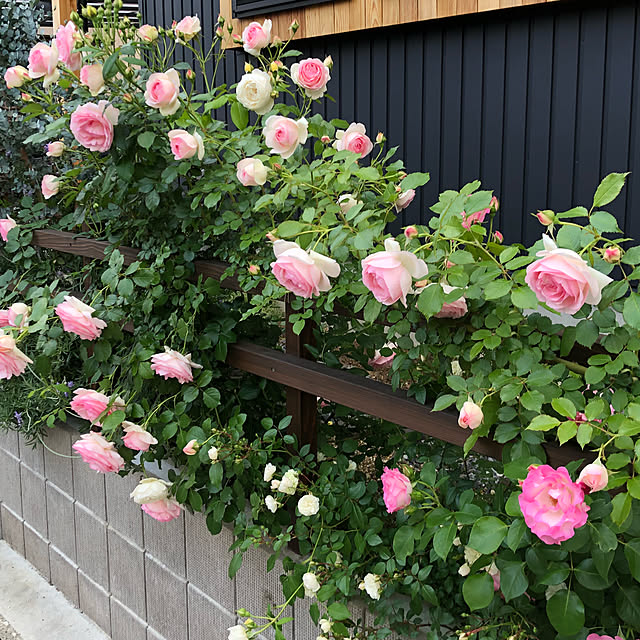 SACHI119さんの実例写真