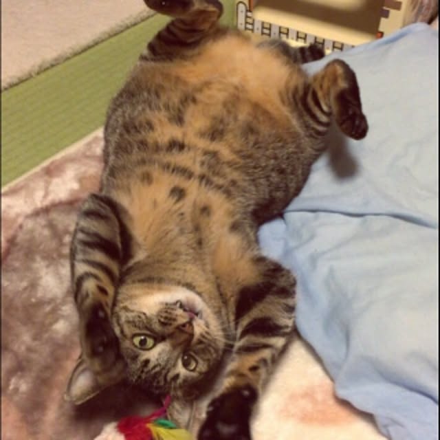kijitoraさんの実例写真