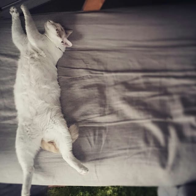 Kazukiさんの実例写真