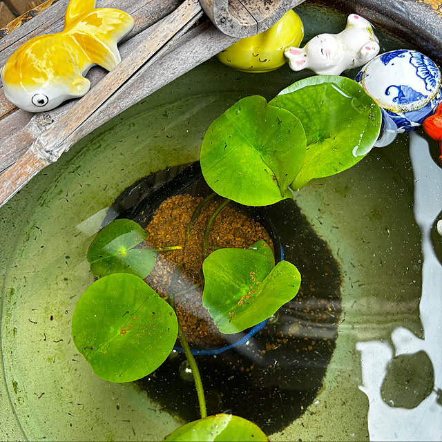 chIoeさんの実例写真