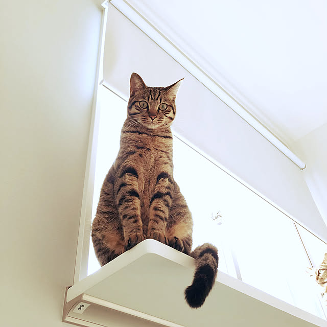 Tomcatさんの実例写真