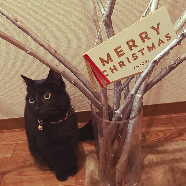 kirin..さんの実例写真