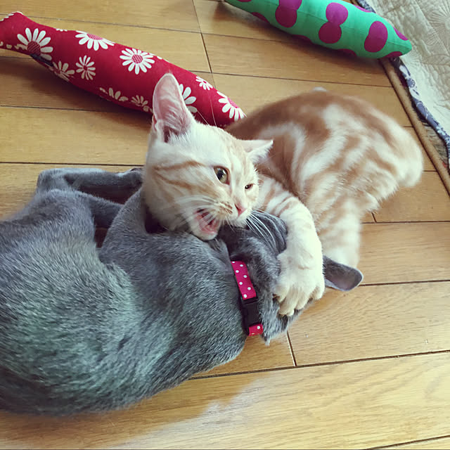 tekokaasanさんの実例写真