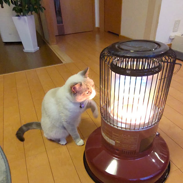 yukaringomushiさんの実例写真